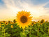 Sunflower Surajmukhi Flower Seeds